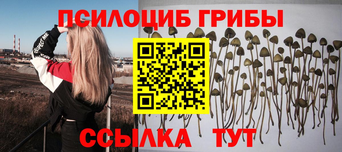 Электрогорск  Псилоцибиновые грибы мухоморы  Вход с VPN 